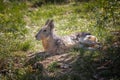 Patagonian hare or malÃÂ , immortalized in captivity in a wildlife park